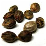 Семена марихуаны АК-47 (Seeds AK-47) в Ефремове Семена марихуаны АК-47 (Seeds AK-47) в Ефремове